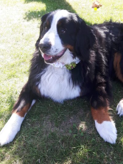 cravate pour chien flamant rose et fleurs à pois