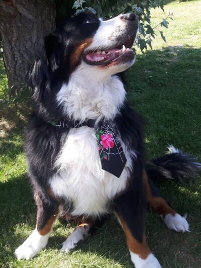 Cravate pour chien noir toile araignée