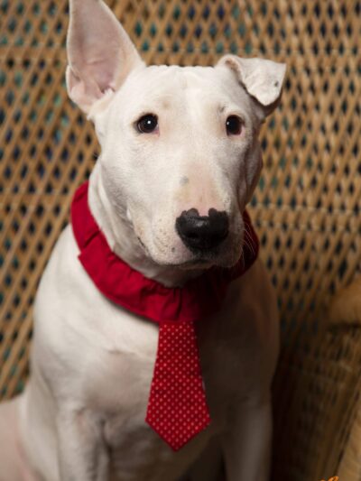 Cravate pour Chien Rouge à pois blanc
