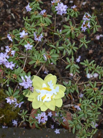 Pince à cheveux jaune Biche blanche