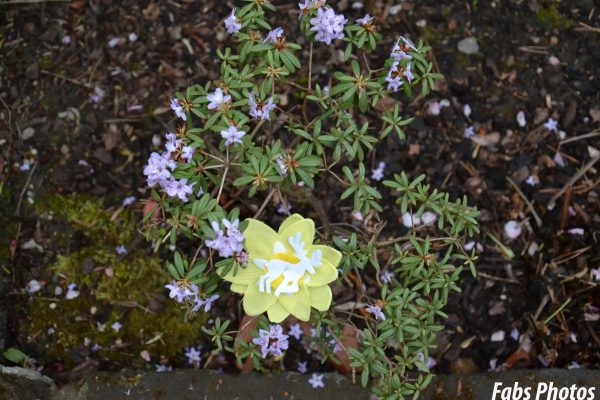 Pince à cheveux jaune Biche blanche