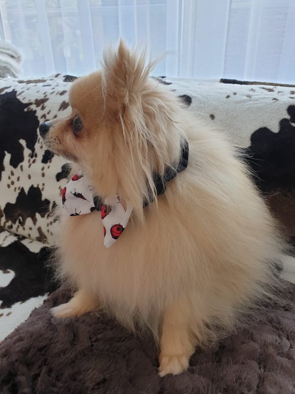 Noeud pap pour chien coccinelles – Image 2
