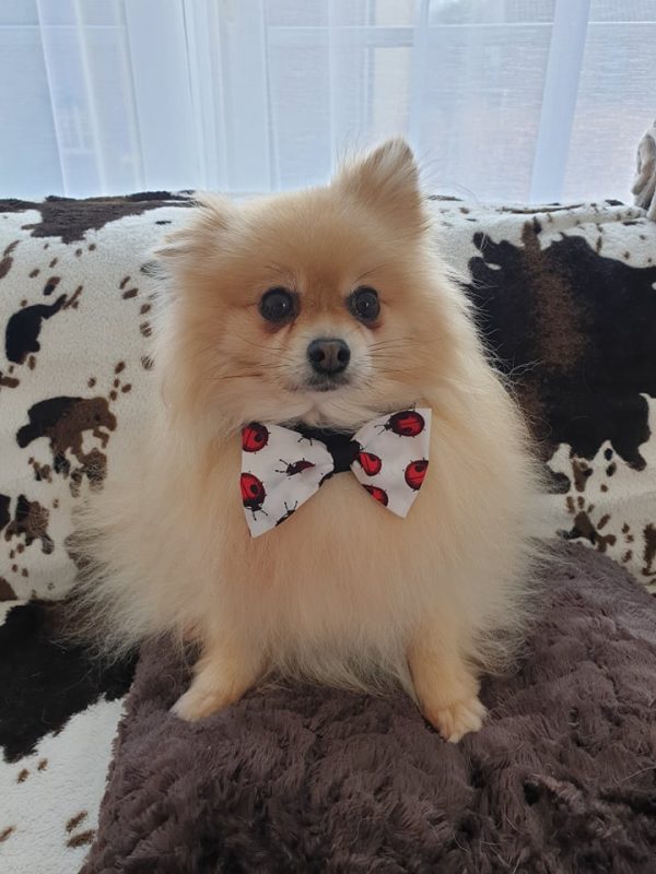 Noeud pap pour chien coccinelles