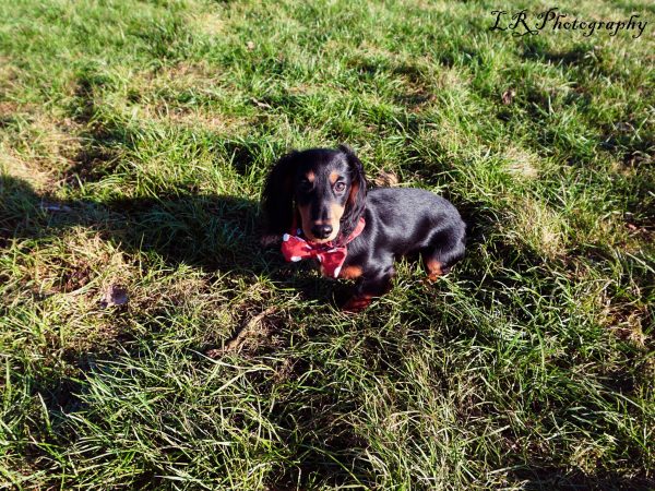 Noeud pap pour chien rouge à pois – Image 2