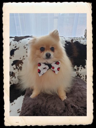 Accessoires pour chien