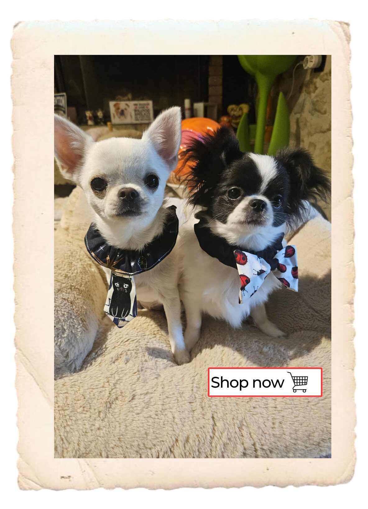 Lien pour aller sur la boutique d accessoires textiles pour animaux