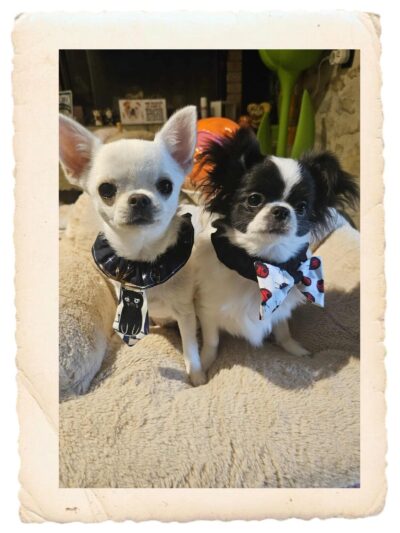 Accessoires pour animaux